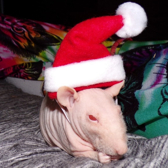 Meet your Posher, Alexis - Picture 1 of 1